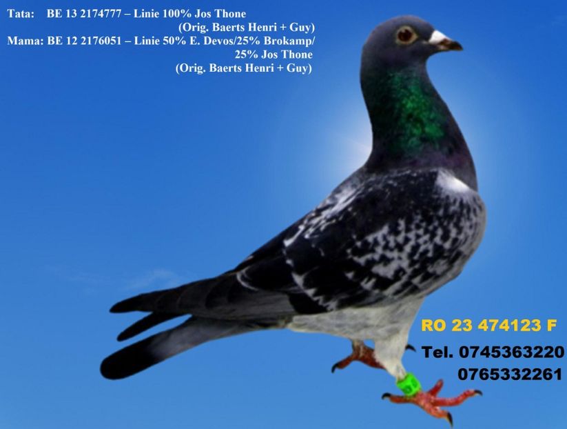 RO 23 474123 F PRET 150 Lei + transportul - 11 PORUMBEI - FEMELE - DISPONIBILE DIN ANII 2016 2017 2018 2019 2020 2021