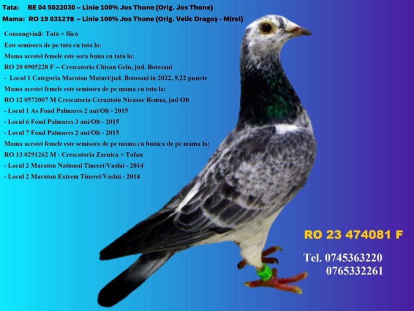 RO 23 474081 F REZERVATA CODLEA, BRASOV - POENAR Pret 200 Lei + transportul - ARHIVA