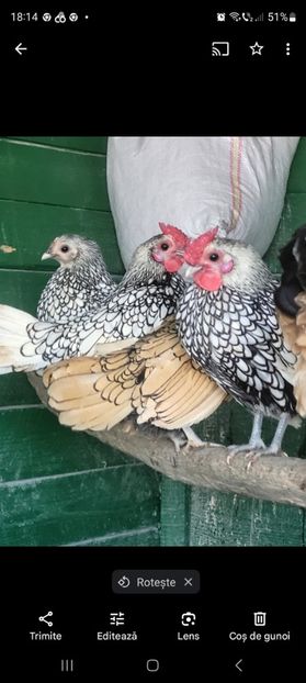 Screenshot_20250121_181437_Photos - Gaini sebright!!