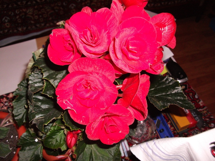 begonia rosie