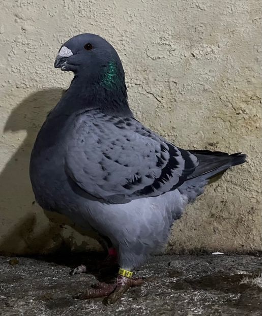 0-1 2023 - 2025-matca femele