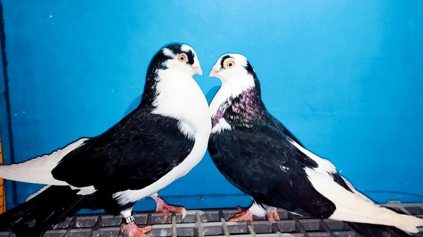 Perechea  28 - B - Perechi 2025