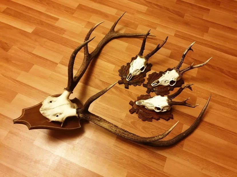 Set decorativ cu cerb carpatin_1 - Seturi de trofee pentru decoruri rustice în vile și pensiuni
