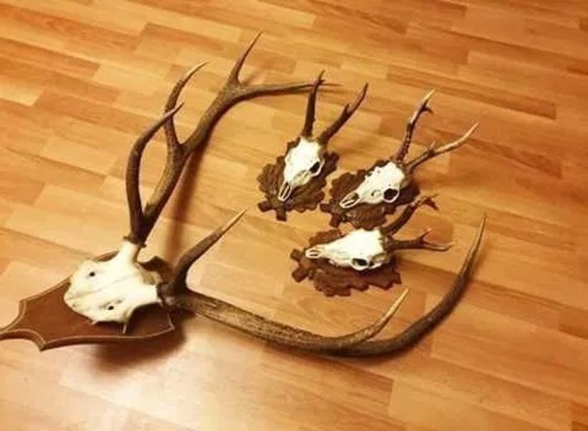Set decorativ cu cerb carpatin_2 - Seturi de trofee pentru decoruri rustice în vile și pensiuni