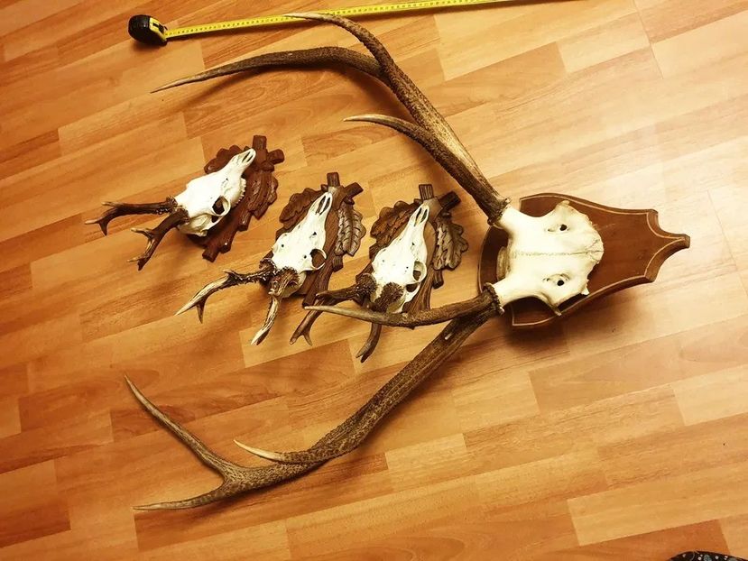 Set decorativ cu cerb carpatin_3 - Seturi de trofee pentru decoruri rustice în vile și pensiuni