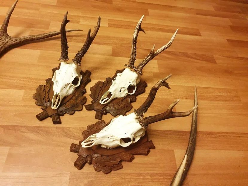 Set decorativ cu cerb carpatin_5 - Seturi de trofee pentru decoruri rustice în vile și pensiuni