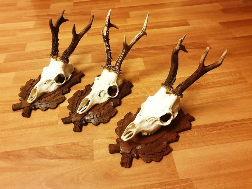 Set decorativ cu cerb carpatin_7 - Seturi de trofee pentru decoruri rustice în vile și pensiuni