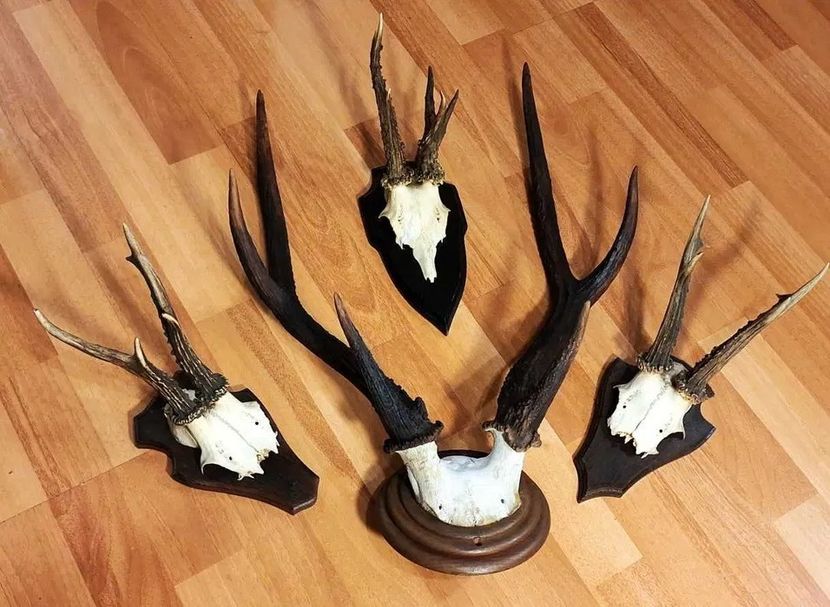 Set decorativ cu cerb sika_1 - Seturi de trofee pentru decoruri rustice în vile și pensiuni