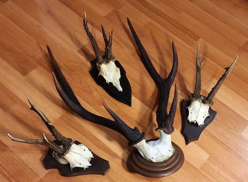 Set decorativ cu cerb sika_2 - Seturi de trofee pentru decoruri rustice în vile și pensiuni