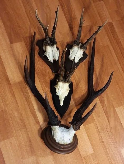 Set decorativ cu cerb sika_3 - Seturi de trofee pentru decoruri rustice în vile și pensiuni