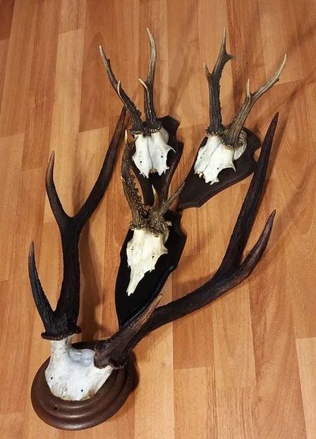 Set decorativ cu cerb sika_3 - Seturi de trofee pentru decoruri rustice în vile și pensiuni