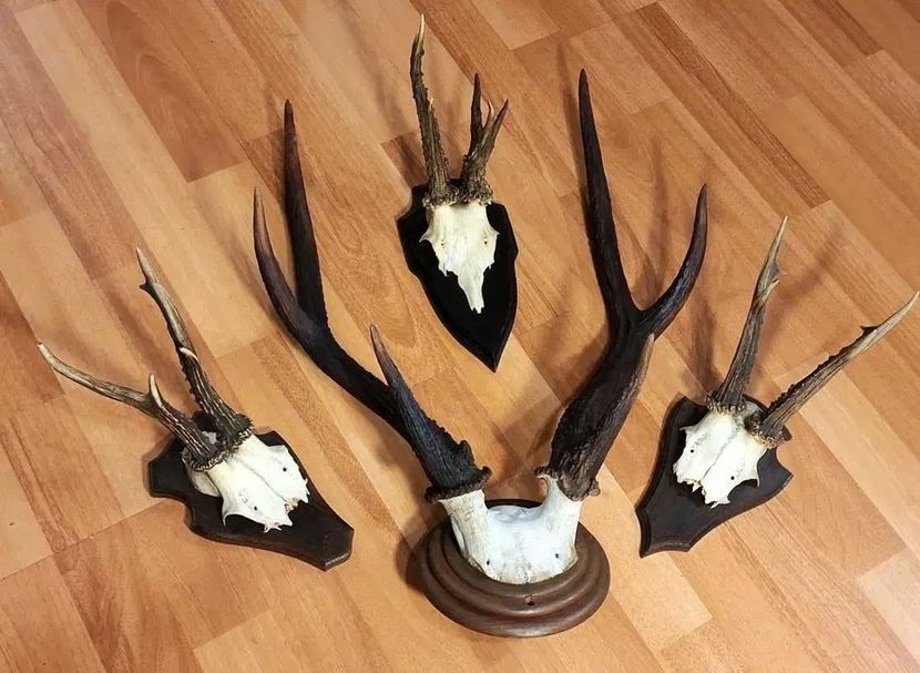 Set decorativ cu cerb sika_5 - Seturi de trofee pentru decoruri rustice în vile și pensiuni