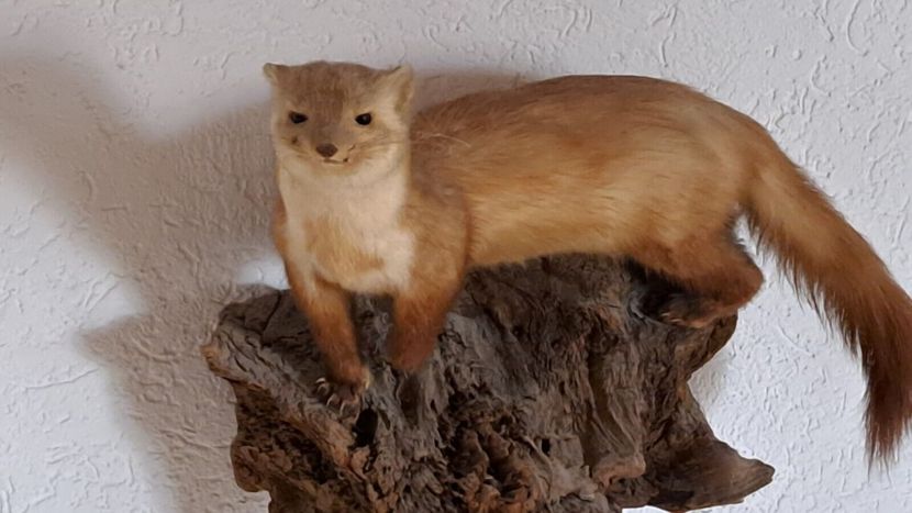 Jder naturalizat - Seturi de trofee pentru decoruri rustice în vile și pensiuni