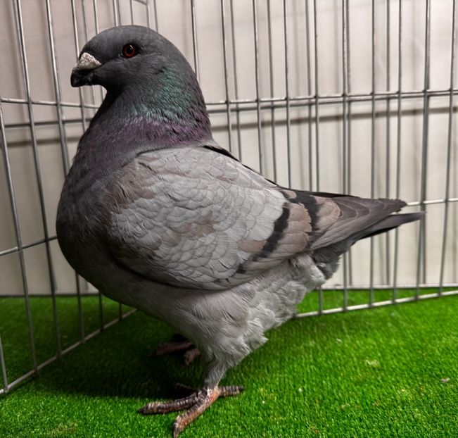  - Femele pentru 2025