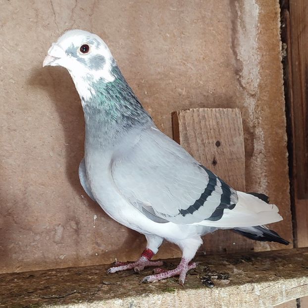 Femela 22-590 - Bălțat vanat