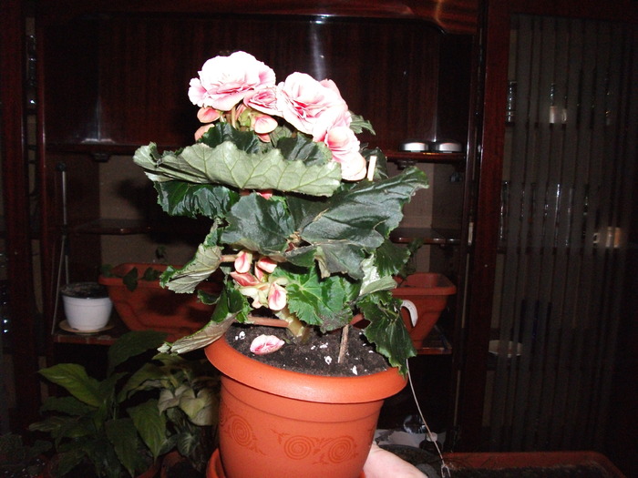 begonia roz - Begonii