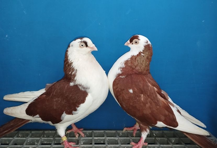 Perechea - B - Perechi 2025