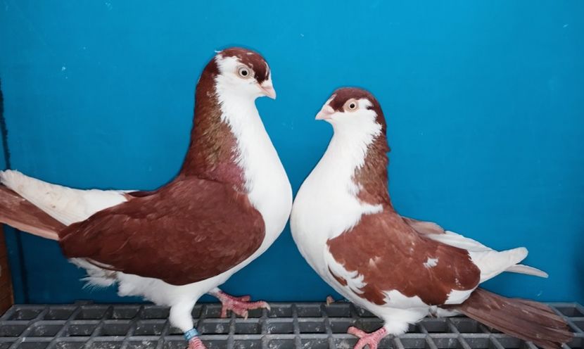 Perechea - B - Perechi 2025