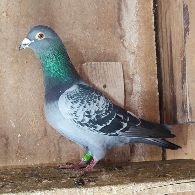 Mascul 23-424 - Stropit