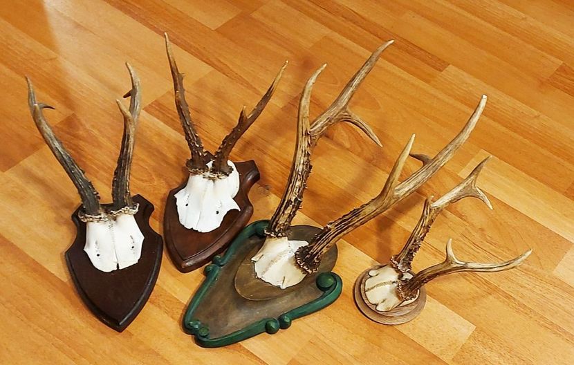 Pachet cu CAPRIOR SIBERIAN - Seturi de trofee pentru decoruri rustice în vile și pensiuni
