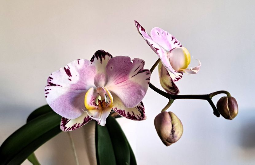 Art Nouveau - Phalaenopsis 3