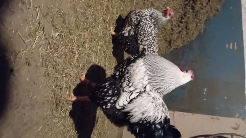  - Nouă achiziție