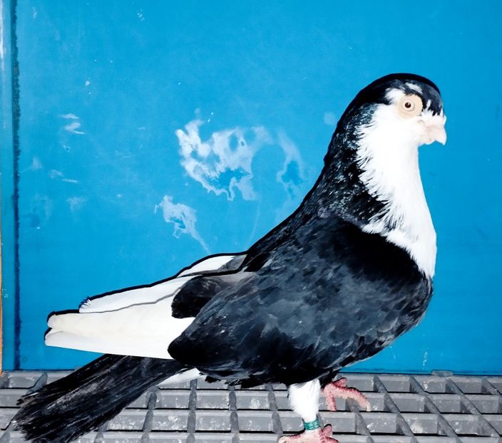 6980  Mascul  2019 - Plecați ALBUM 4