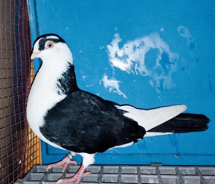 4887  Femelă  2022 - Plecați ALBUM 4