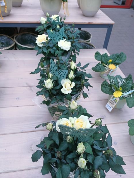 Img.2025.01.15 - Magazinul 4