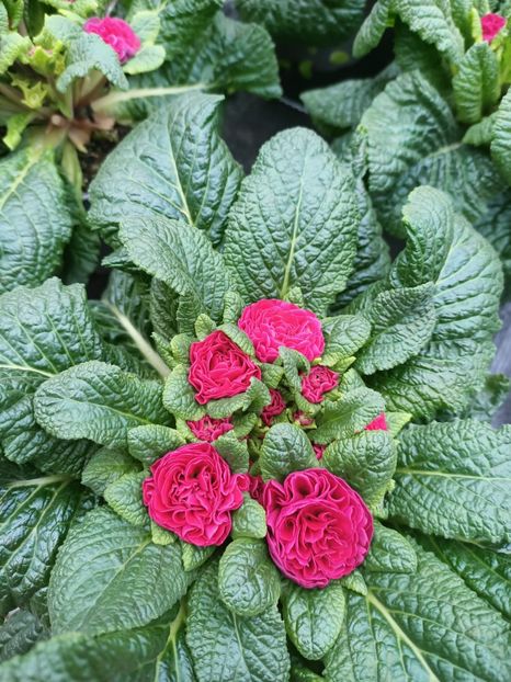 Img.2025.01.15 - Magazinul 4