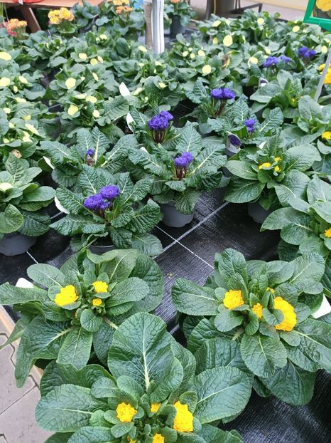 Img.2025.01.15 - Magazinul 4