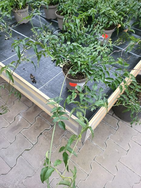 Img.2025.01.15 - Magazinul 4