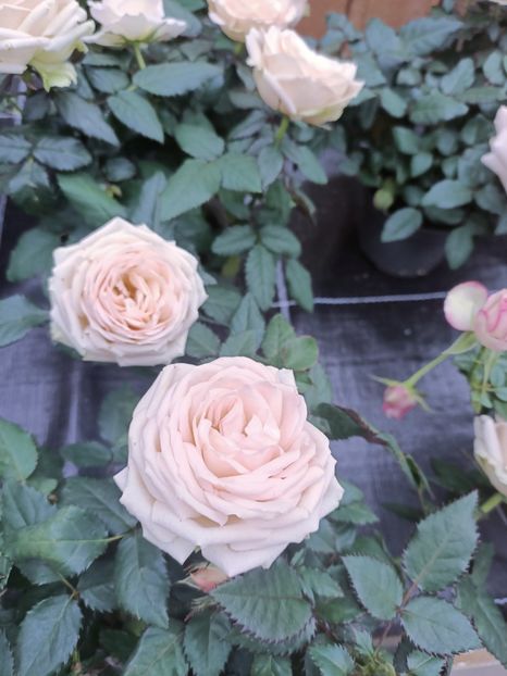 Img.2025.01.15 - Magazinul 4