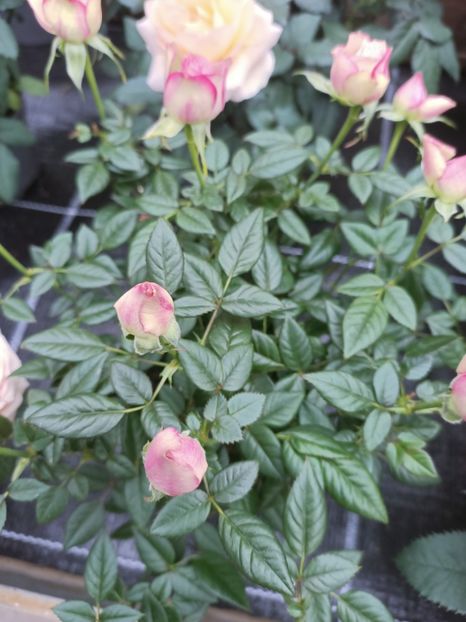 Img.2025.01.15 - Magazinul 4