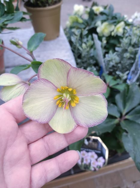 Img.2025.01.15 - Magazinul 4