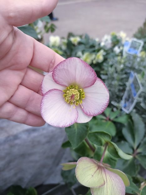 Img.2025.01.15 - Magazinul 4