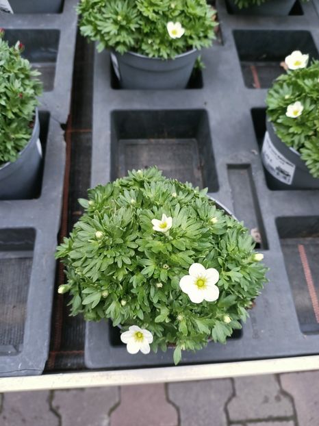 Img.2025.01.15 - Magazinul 4