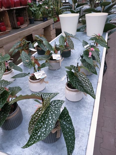 Img.2025.01.15 - Magazinul 4