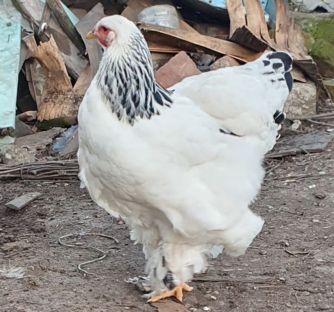  - brahma herminat deschis