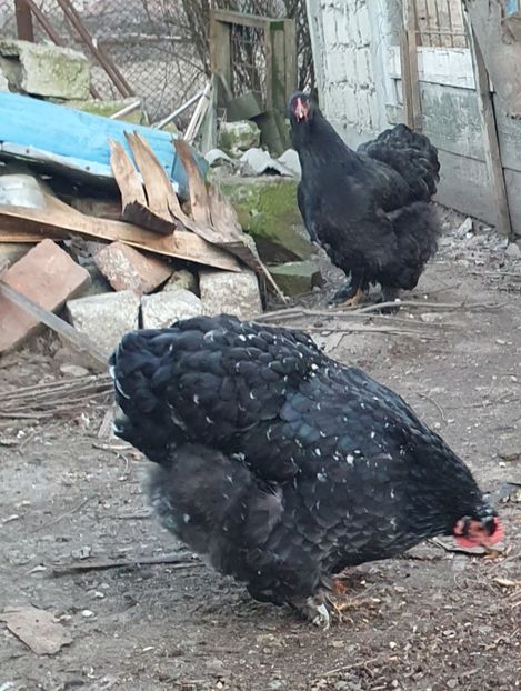  - Cochinchina urias bobat