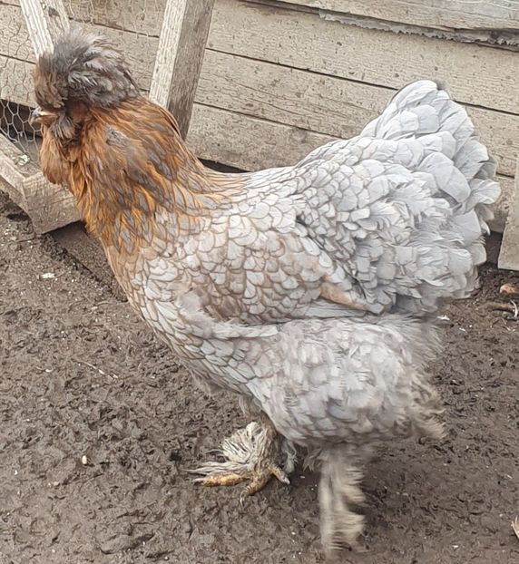  - Gaini motate barboase