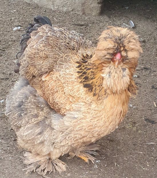  - Gaini motate barboase