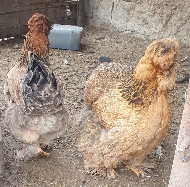  - Gaini motate barboase