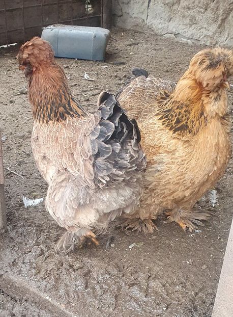  - Gaini motate barboase