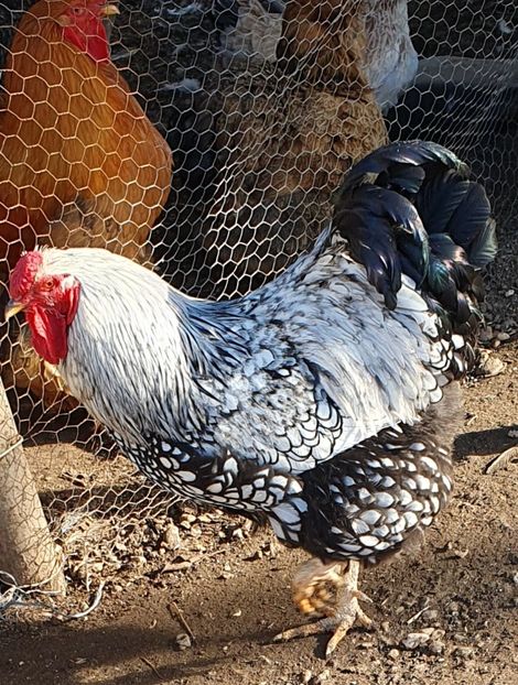  - Găini wyandotte argintiu