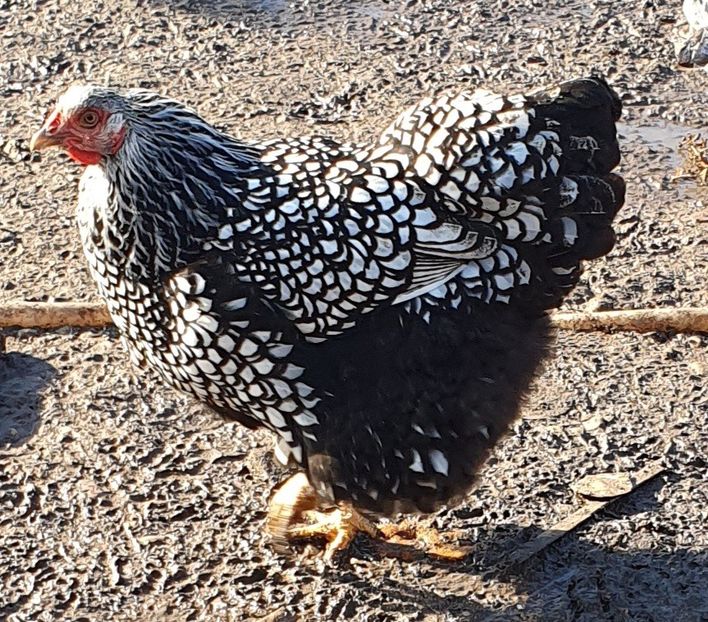  - Găini wyandotte argintiu