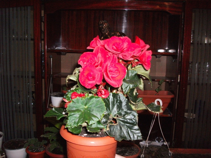 begonia rosie - Begonii