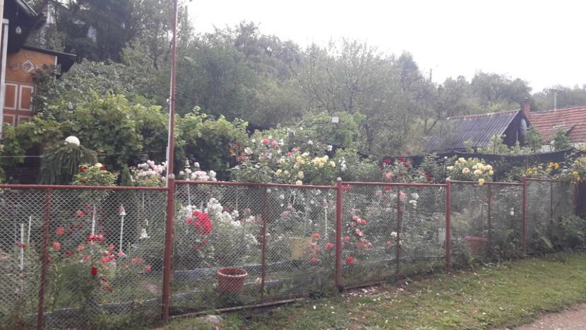 - ALBUM FINAL GRADINA 2024