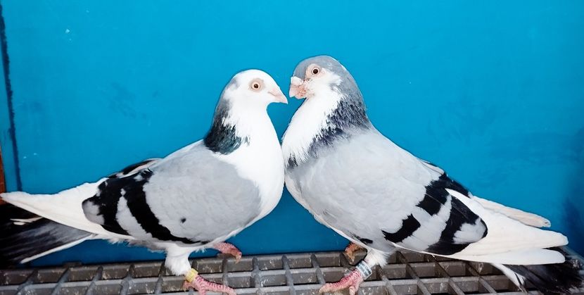 Perechea - B - Perechi 2025