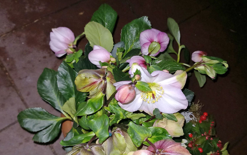  - Helleborus - Spanz